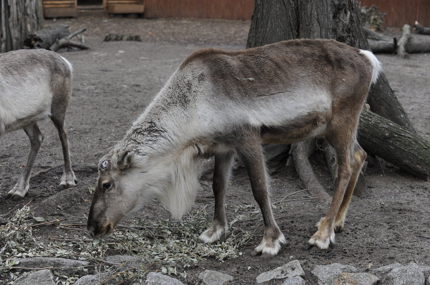 Renifer Rudolf z wrocławskiego zoo