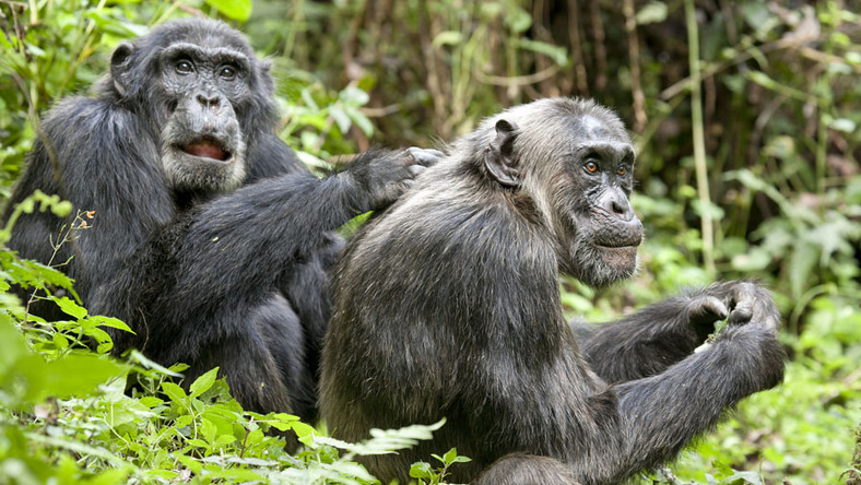 Dokumentalna podróż do afrykańskich lasów deszczowych, którą odbywamy wraz z Alastairem Fothergillem i Markiem Linfieldem, reżyserami "Szympansa", zapewnia szeroką gamę emocji, której nie powstydziłby się żaden film fabularny.