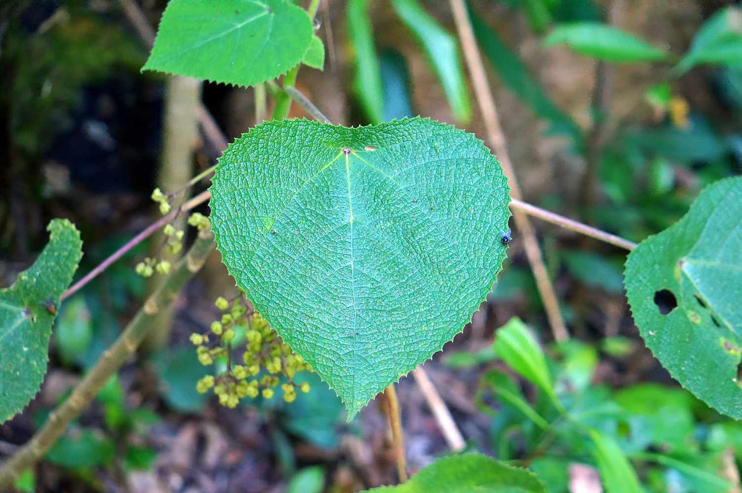 Dendrocnide moroides