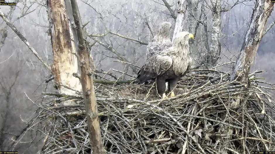 Orao belorepan, jedna od zaštićenih vrsta u Srbiji
