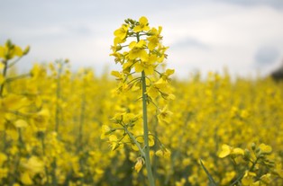 Czy na półkach sklepowych zabraknie oleju? Producenci grzmią. Polsce grozi deficyt rzepaku