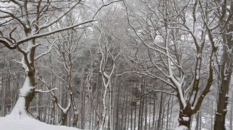 November végén, december elején érkezhet az első, komolyabb havazás / Illusztráció: Northfoto