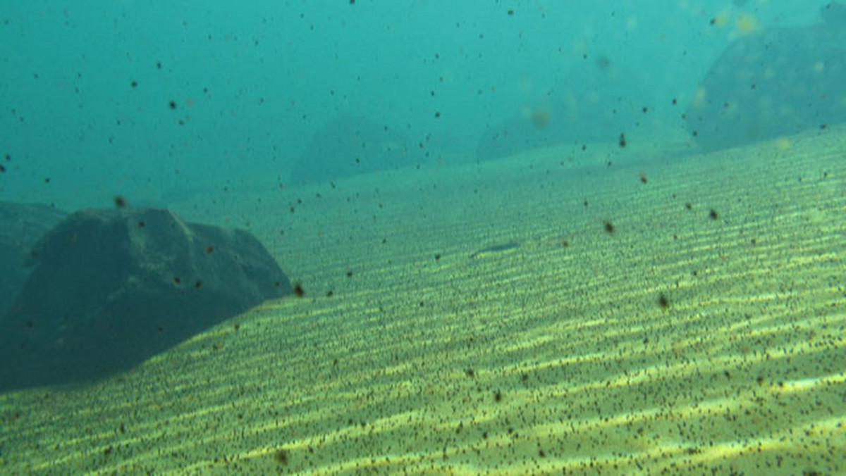 Kolejna, trzecia z cyklu wypraw projektu Korona Jezior Ziemi pod hasłem "Podwodni konkwistadorzy" wyruszy 10 maja.