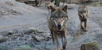 Chwile grozy w zoo. Wilki uciekły z wybiegu. Dookoła byli zwiedzający. Padły strzały