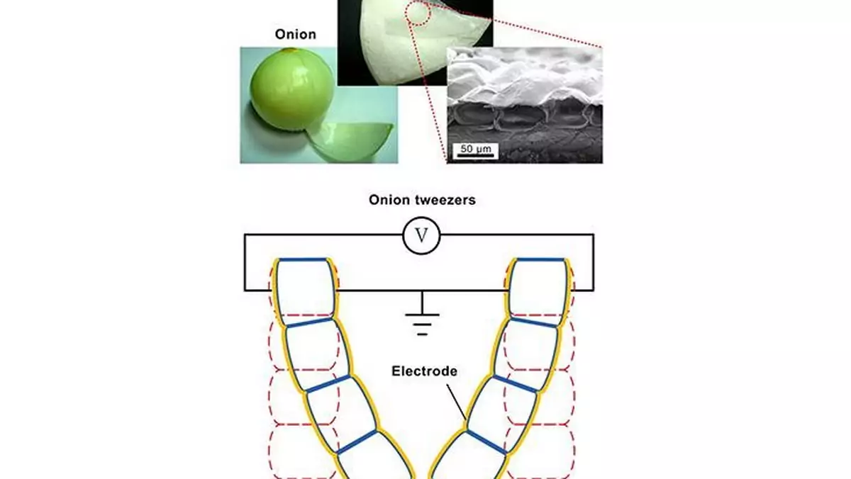 Cebula ważnym składnikiem sztucznych mięśni