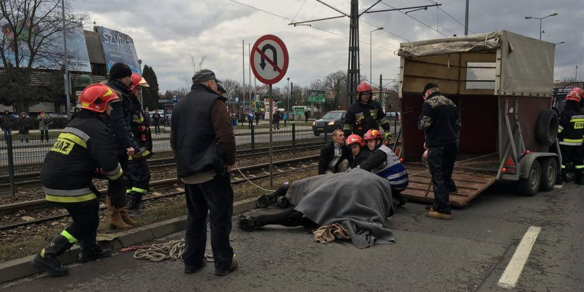 Koń zasłabł przy ul. Monte Cassino. Akcja ratunkowa