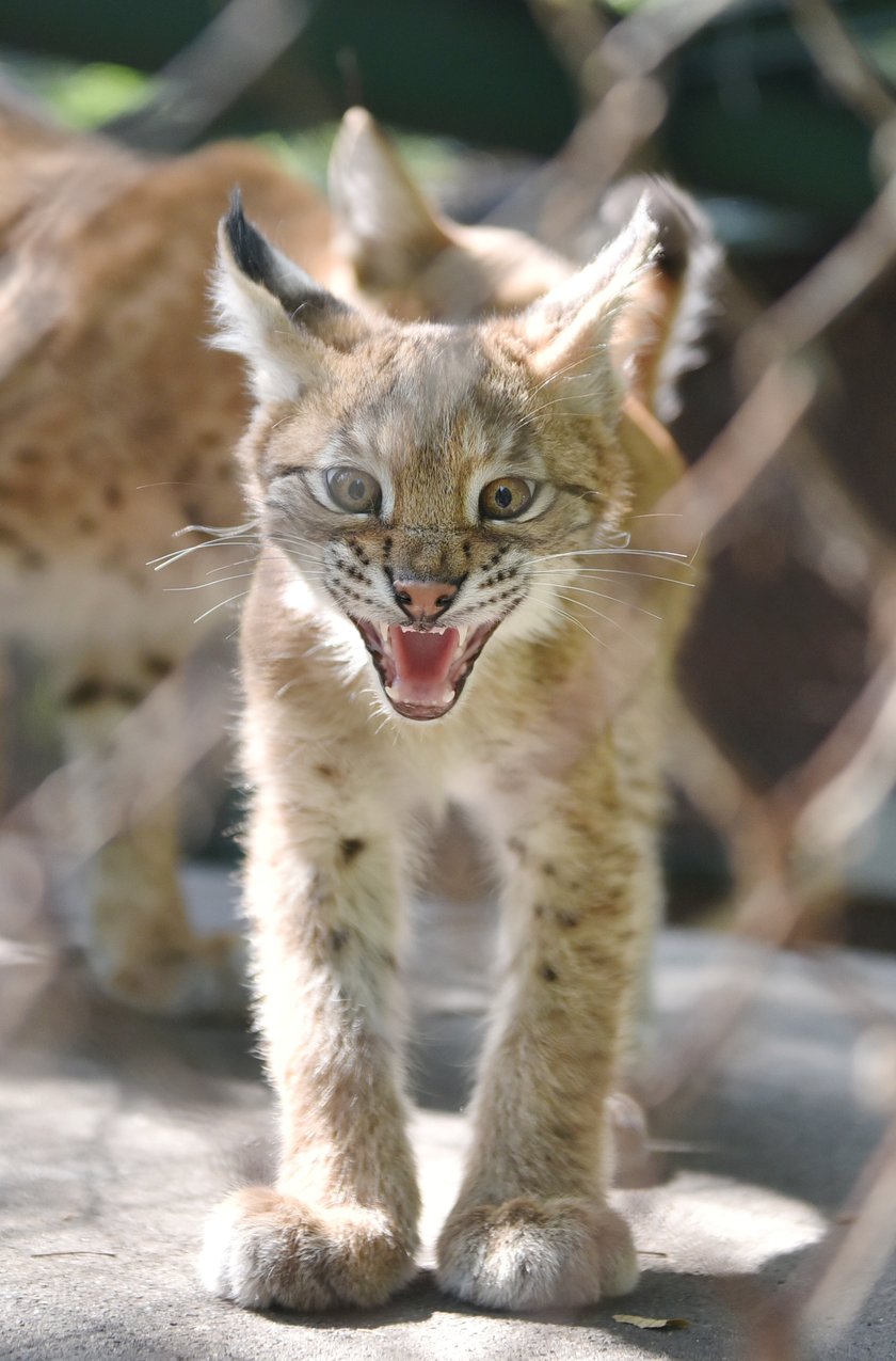 Mały ryś z ZOO w Łodzi ma imię