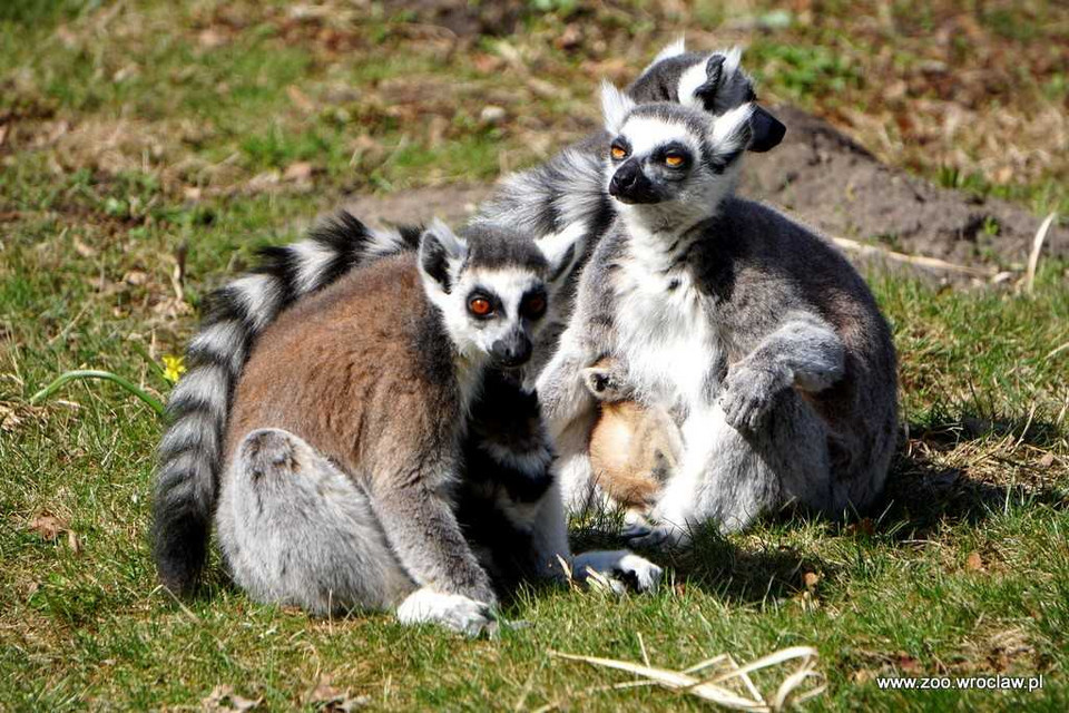 We wrocławskim zoo urodziło się sześć lemurów