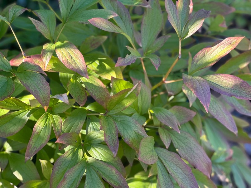 Czy obcinać liście piwonii na zimę?