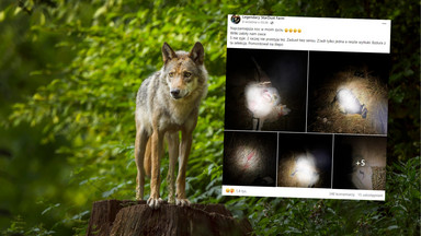 Wilki zagryzły niemal połowę stada owiec. "Najczarniejsza noc w moim życiu"