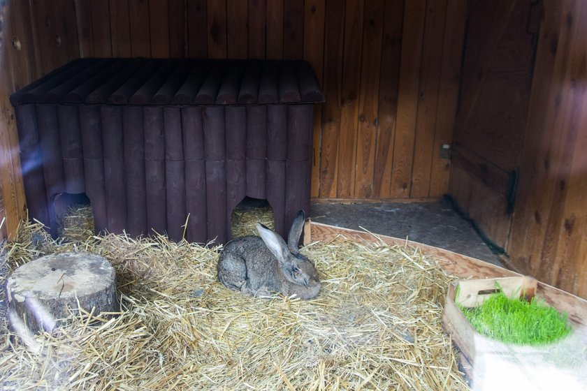 Nowi mieszkańcy zoo polubili swój dom