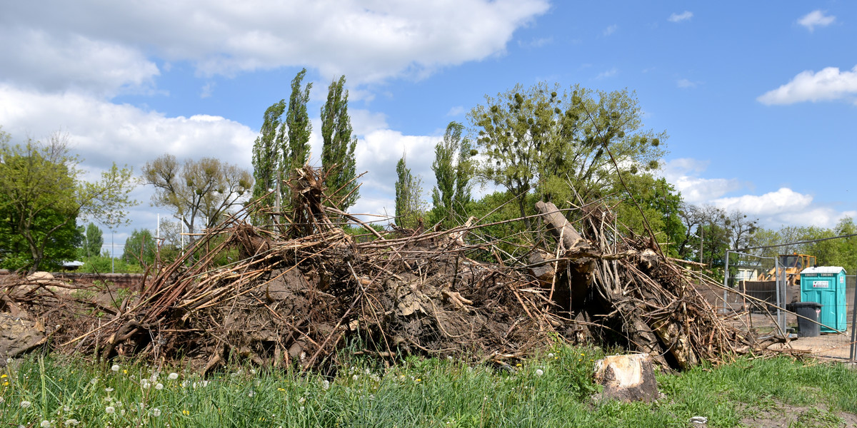 Wytną prawie 400 drzew w okolicy Niciarnianej