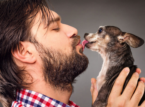 Chroń się przed psim językiem. Możesz złapać groźną chorobę