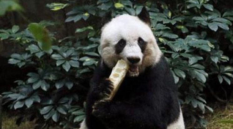 Így köszöntötték a 37 éves pandát
