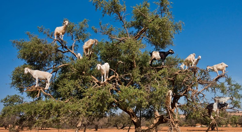 The Argan tree. (Insider)