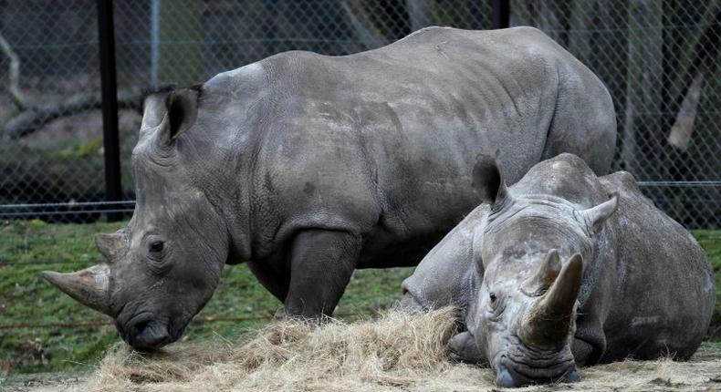 Rhinos Bruno (L) and Gracie are seen at a zoo in Thoiry, France March 8, 2017, a day after intruders shot dead a white rhino named Vince and hacked off its horns in the same area