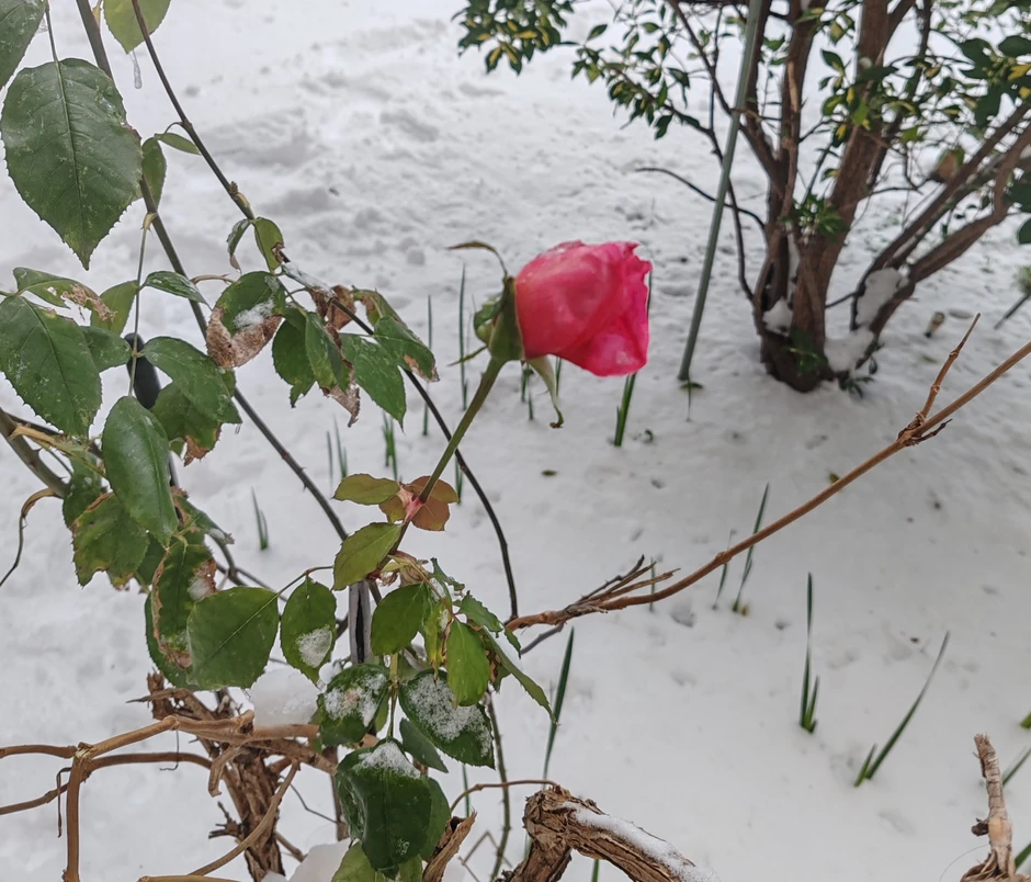Procvetala ruža u bašti na Novom Beogradu