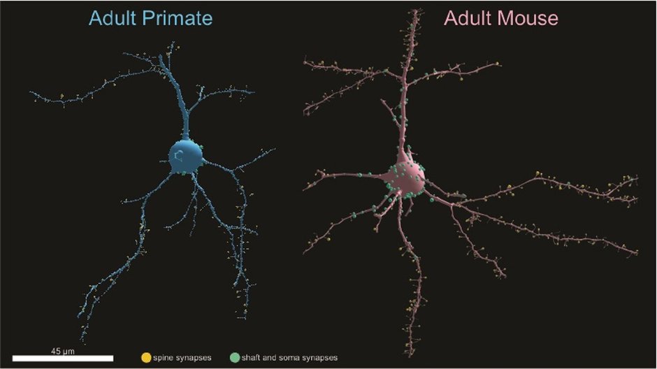 Neuron myszy ma więcej synaps niż neuron małpy