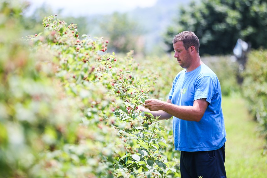  Bojan Vučićević u malinjaku