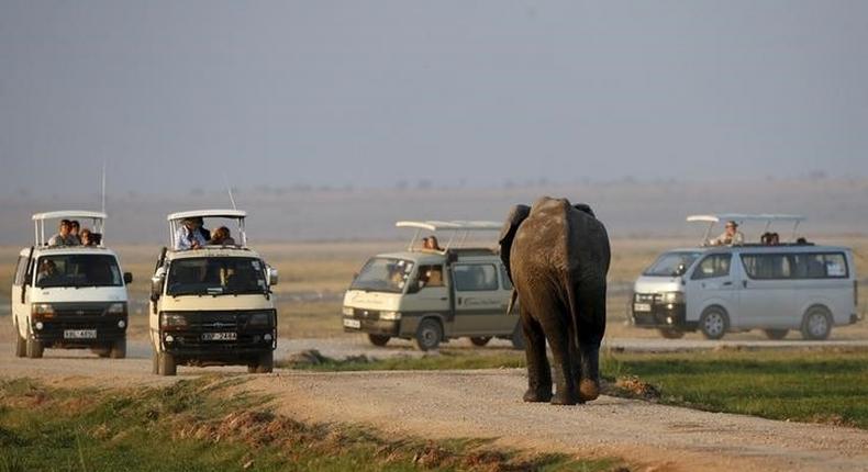 An elephant walks towards tourists in Amboseli National park, Kenya, August 8, 2015. Picture taken August 8, 2015. REUTERS/Goran Tomasevic