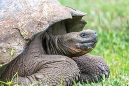 Galapagos słyną z żółwi słoniowych. Spotkany przeze mnie w rezerwacie El Chato samiec miał ponad 100 lat