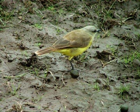 Galeria Argentyna - Delta rzek Parany i Urugwaju, fauna, obrazek 25