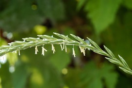 Pirevina