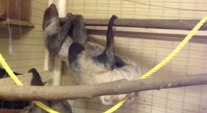 Par lenjivaca u "ljubavnom zanosu"