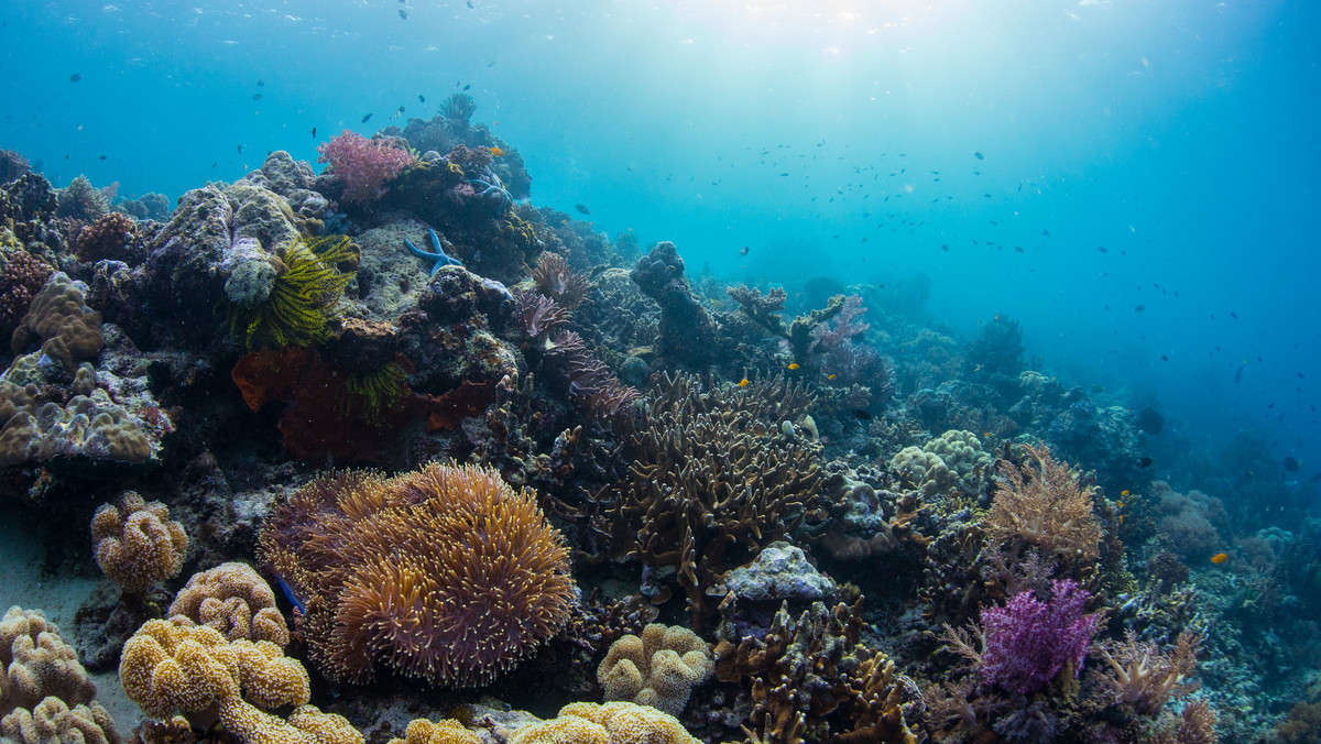 Wielka Rafa Koralowa blaknie przez stres. Przekroczono punkt krytyczny