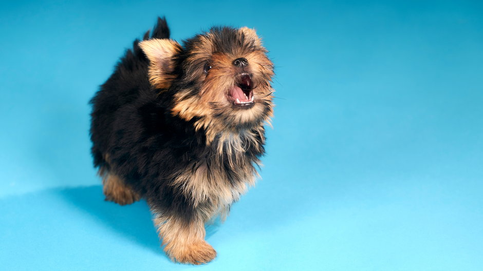 Yorkshire terrier