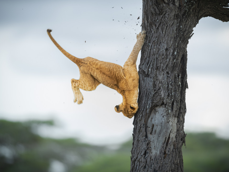 Jennifer Hadley, "Not so cat-like reflexes"