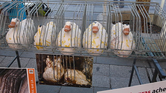 Plastikowe gęsi w prawdziwych klatkach do produkcji foie gras. Gęsi spędzają w nich całe, bardzo krótkie życie. Zdjęcie z demonstracji obrońców praw zwierząt we Francji  