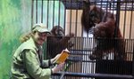 Eksperyment w polskim zoo. Czytają małpom, żeby...