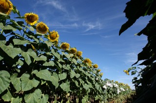 Biopaliwowa poprzeczka podniesiona wysoko