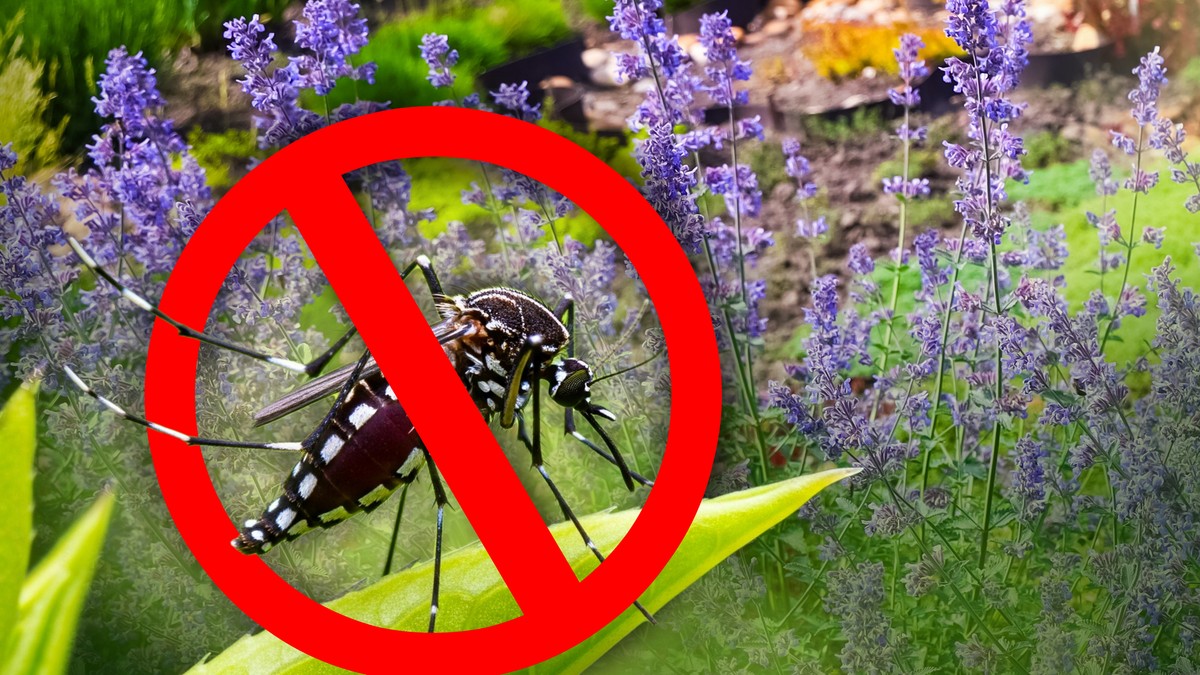 Čisto ulje mačje trave ne treba nanositi na kožu