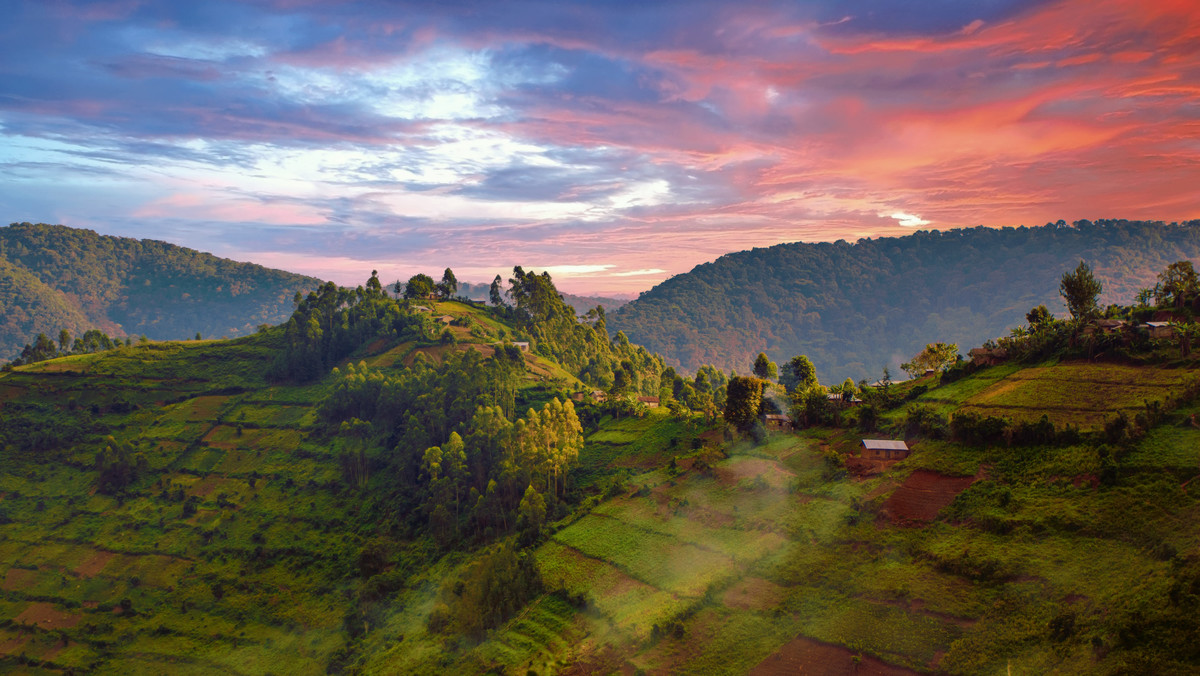 Park Narodowy Bwindi Impenetrable Forest, Rwanda