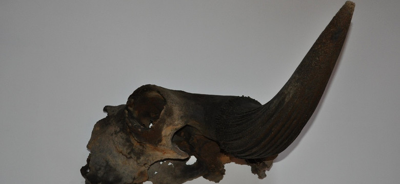 Kości zwierzęcia sprzed kilku tysięcy lat znaleziono na budowie metra w stolicy