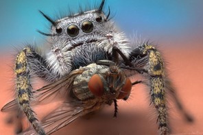 Caught In A Trap: Magnified Spiders Catch Flies