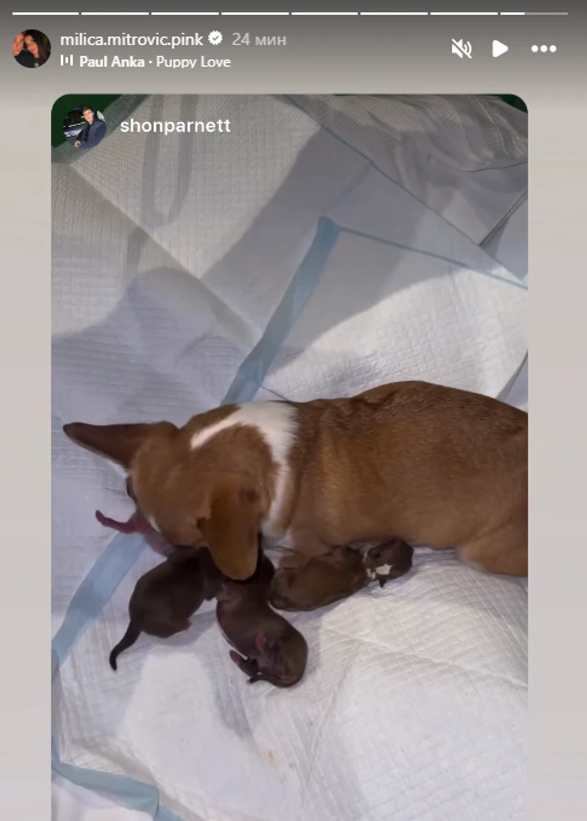 Pas Milice Mitrović