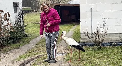 Wiosna?! Bociek Wojtek wrócił na włości. Wiemy, gdzie przetrwał zimę