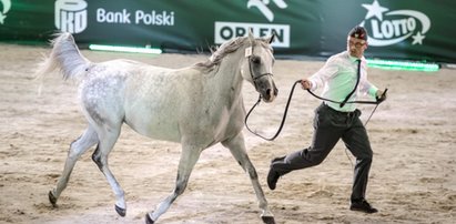 Skandal na aukcji arabów! Kim jest tajemniczy kupiec?