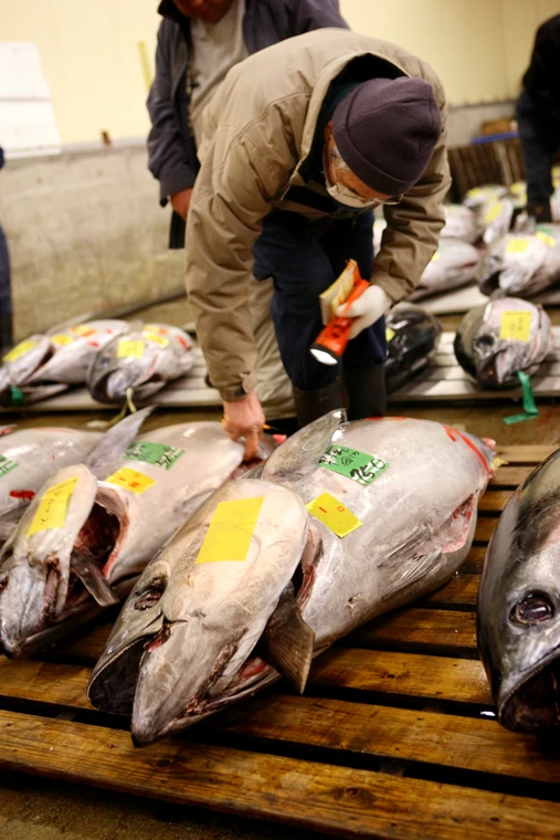 Targ Rybny Tsukiji W Tokio Podroze