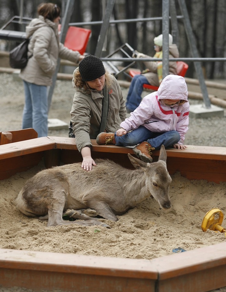 USTROŃ LEŚNY PARK NIESPODZIANEK ZWIERZĘTA