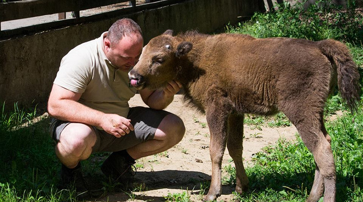 A borjú felismeri gondozóját, aki hetekig etette, míg az állat törött lábát kezelték /Fotó: Nyregyházi Állatpark