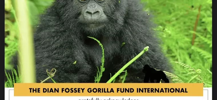 Inwestorzy giełdowi z Reddita za zarobione na akcjach Gamespotu pieniądze ratują zagrożone goryle