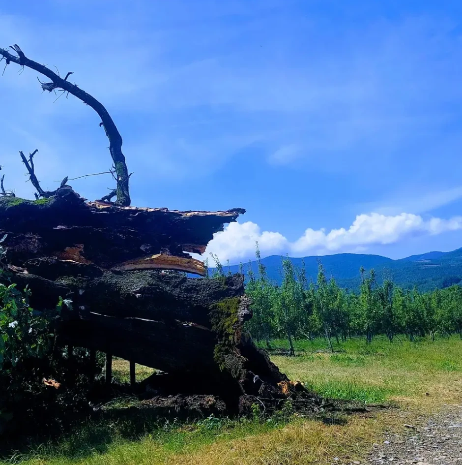 Oluja oborila sveti hrast star 400 godina