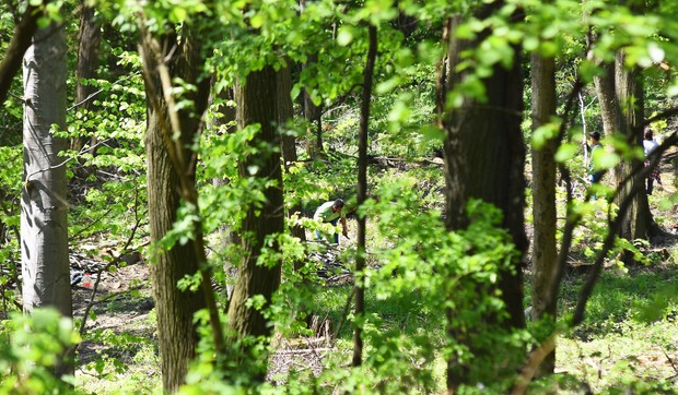 Novi Sad489 fruska gora seca sume drveca  foto Nenad MIhajlovic