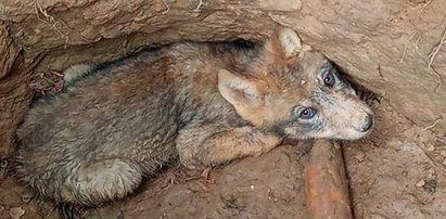 Dzieciaki wybrały się do lasu. Natknęły się na tego zwierzaka. Na szczęście go nie dotykały!