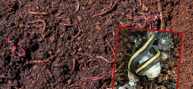 Mięsożerne płazińce zagrażają Polsce? Nowy inwazyjny intruz na horyzoncie