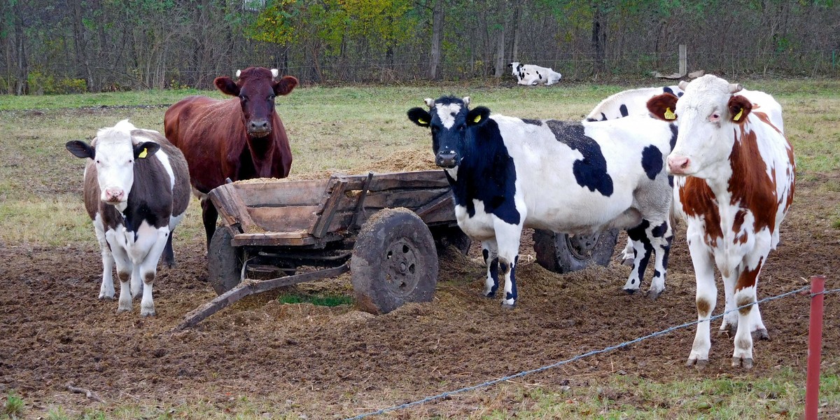 Krowy na Podlasiu 